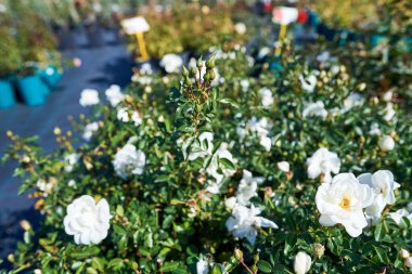 Floribunda Innocencia 'yı yükseltti. Beyaz güllü Bush