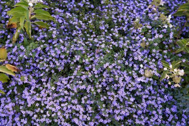 Çiçek tarhında leylak çiçekleri. Üst görünüm