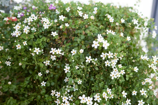 White bacopa flowers in flowerpot — Stock Photo, Image