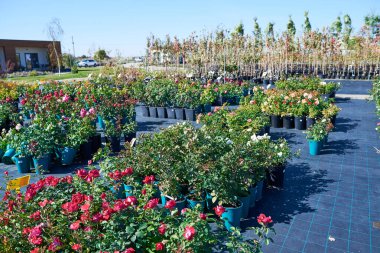 Çiçek fidanlığındaki saksılar, bahçe merkezi sera.