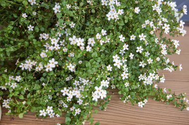 White bacopa flowers in flowerpot clipart