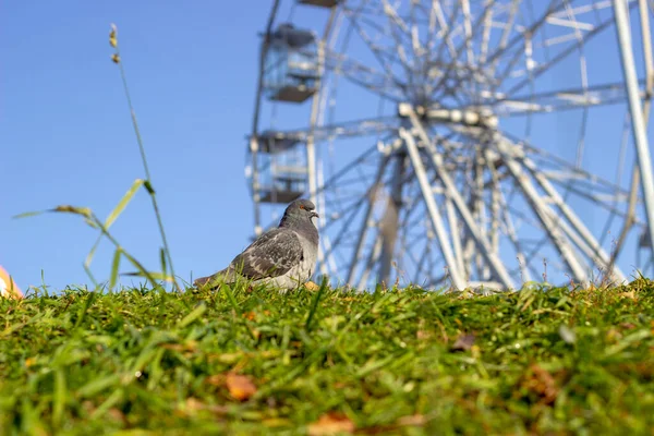 페리스 공원에 비둘기 — 스톡 사진