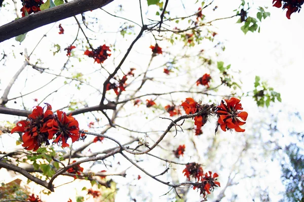 Baum Mit Roten Blumen — Stockfoto
