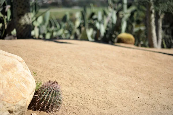 cactus plant in desert