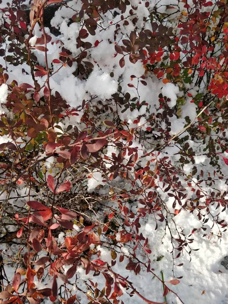 First Snow Bushes — Stock Photo, Image