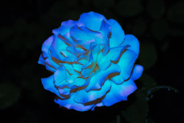 Fotoğraf çiy ile parlak bir mavi gül yaprakları bir gece Sokağı'nın siyah bir arka plan üzerinde damla.