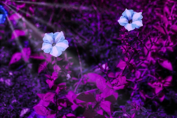 Foto Flores Procesadas Por Filtro Tonos Violetas Con Rayos Sol —  Fotos de Stock