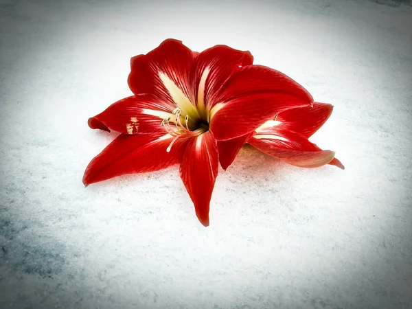 photographic image of a bright red flower with a yellow center Amaryllis Hippeastrum hybrid on the background of white snow with a vignetting effect