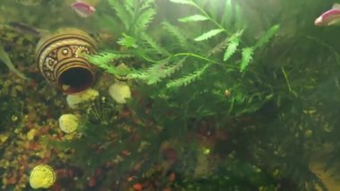 fermente su, yosun, bir sürahi, kabukları ve kum çakıl alt ve yüzme balık ile bir telefon yardımı ile yukarıdan çekilen video klip akvaryum