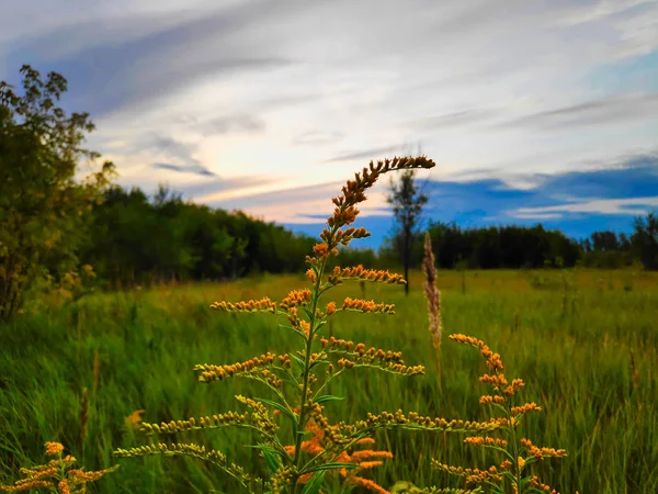 草原と夜空を背景に金色の雲を背景にカナダのゴールデンロッドのクローズアップ風景写真 — ストック写真