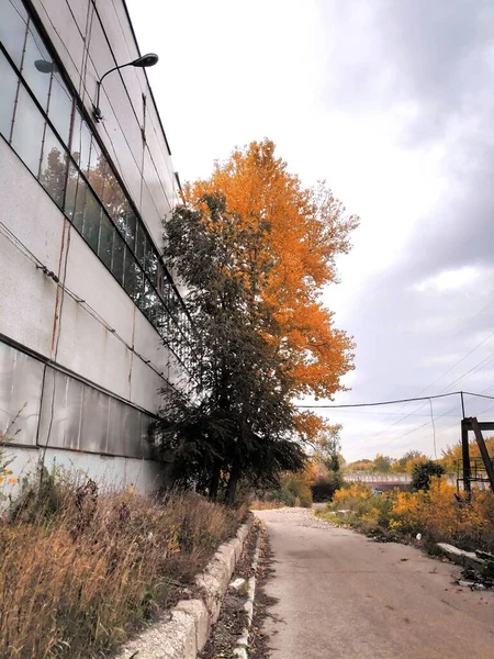 Fotografie Industrielandschaftsstraße, Fabrikgebäude mit Herbstbaum halb grün, halb gelb vor bewölktem Himmel — Stockfoto