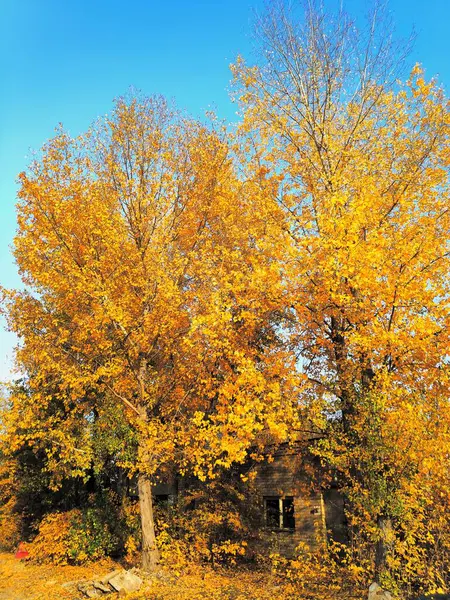 Фотографировать пейзажные деревья с ярко-желтыми листьями с кирпичным зданием на заднем плане на фоне ярко-синего неба — стоковое фото