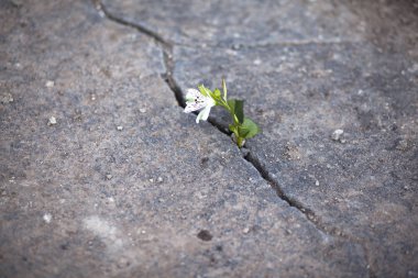 sokakta boşlukta büyüyen güzel beyaz çiçek