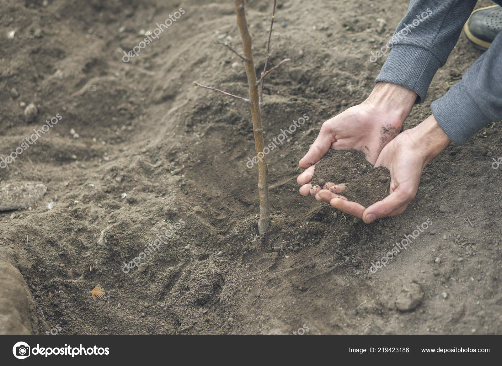 Mann Die Der Baum Wahrend Der Arbeit Garten Pflanzen Stockfoto