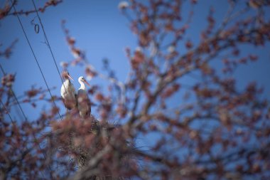 Onların yuva inşa beyaz güzel leylek 