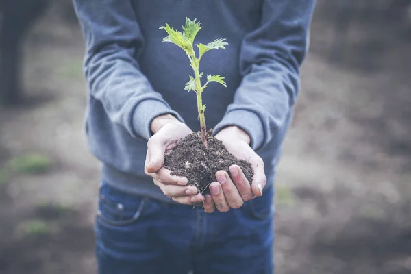 Uomo Che Tiene Pianta Mano Sulla Natura — Foto Stock