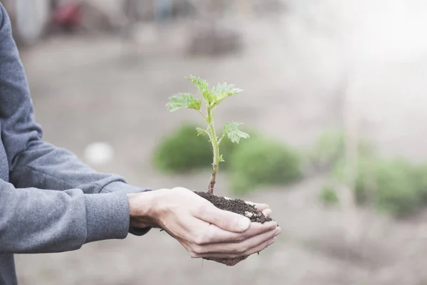 Man Håller Växt Händer Naturen — Stockfoto