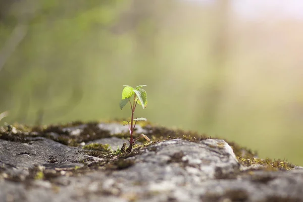 Plante Verte Poussant Avec Lumière Soleil Nature Arrière Plan — Photo