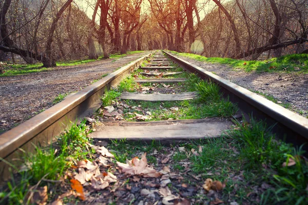 Terk Edilmiş Demiryolu Parça Ormanının Içinde — Stok fotoğraf