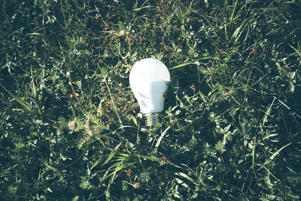 light bulb hon  grass.  symbol of ecological energy