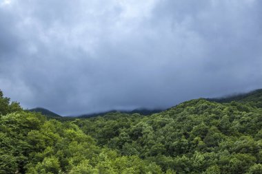 Ermenistan'da tropikal orman ve sis görünümü