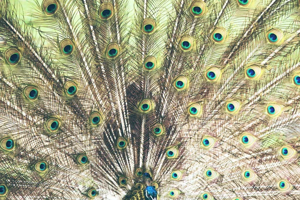 A beautiful male peacock with expanded feathers