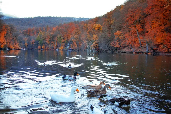 Cisnes Blancos Pacíficos Flotando Río —  Fotos de Stock