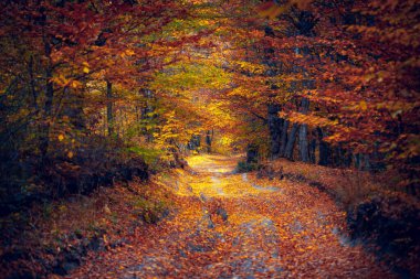 Sonbahar ağaçlı yol