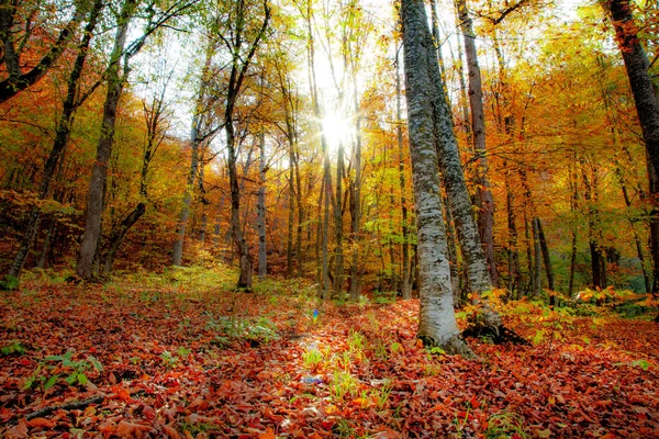 Colorful Beautiful Autumn Forest — Stock Photo, Image
