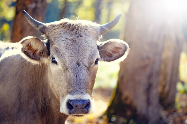 cow in nature in sun