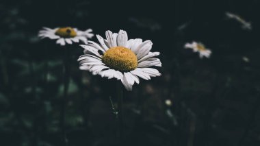 Yaz çiçeğindeki papatya çayı.