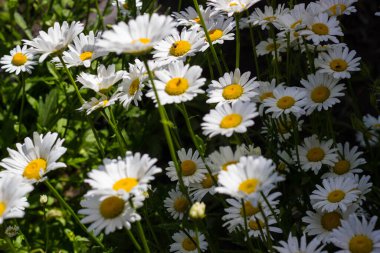 Yaz çiçeğindeki papatya çayı.