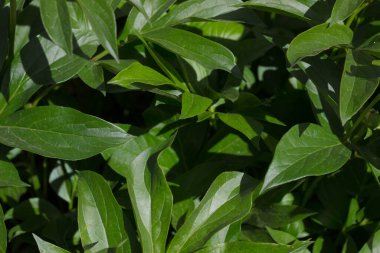 Mavi arka planda yeşillik, metin için yer. şakayık çiçeği