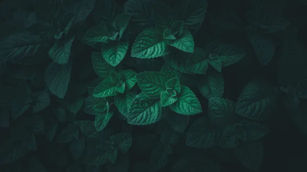 Yeşil Nane Bitkisi Yetiştirme Arkaplanı