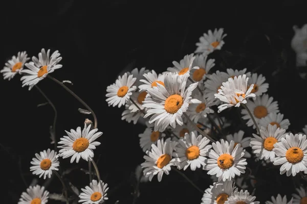 Yaz çiçeğindeki papatya çayı.