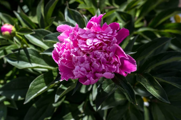 Mavi arka planda yeşillik, metin için yer. şakayık çiçeği