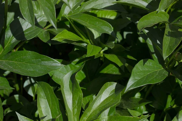 Mavi arka planda yeşillik, metin için yer. şakayık çiçeği