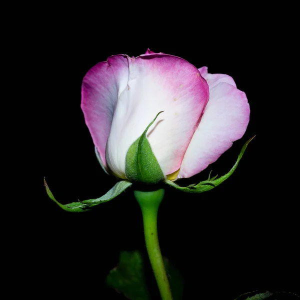 The rose queen of the garden at night — Stock Photo, Image