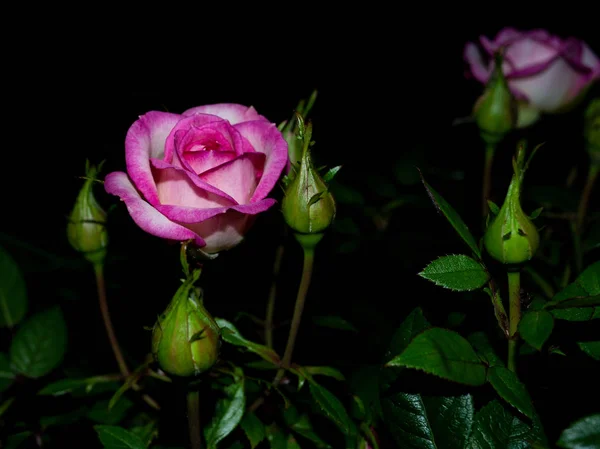 Rosen drottningen av trädgården på natten — Stockfoto