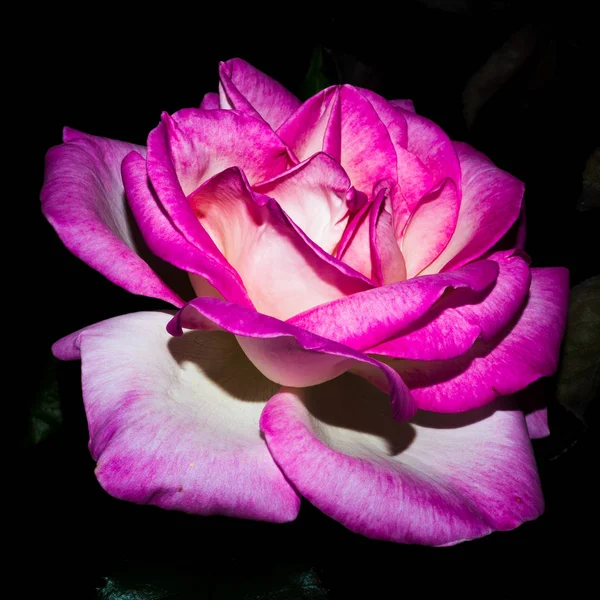 La reina de las rosas del jardín por la noche —  Fotos de Stock