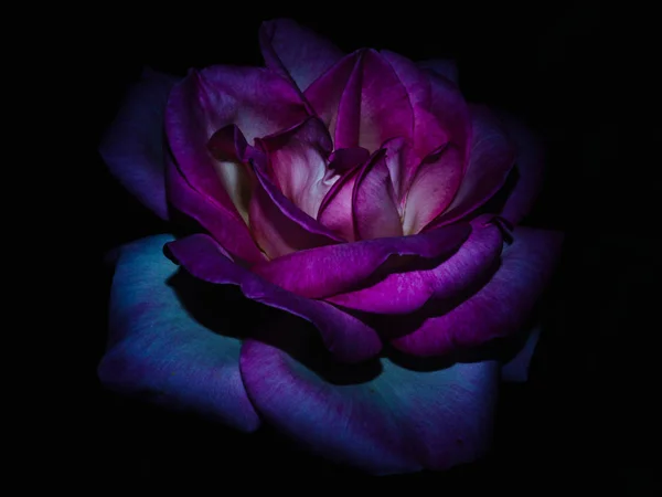 La regina rosa del giardino di notte Foto Stock Royalty Free