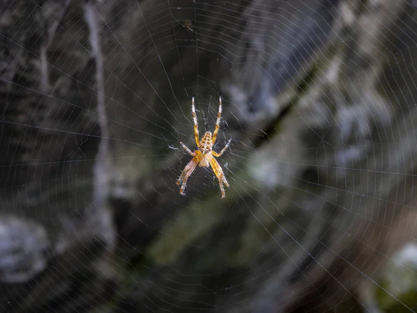 Spider a jeho pavučina čekání na kořist Royalty Free Stock Fotografie