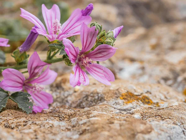 Malva sylvestris - flor espontânea das montanhas da Toscana — Fotografia de Stock