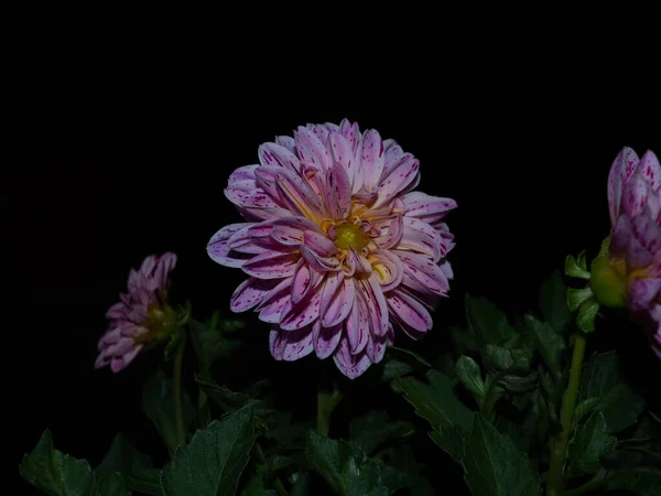 Dalia colorea el jardín en la oscura noche de verano —  Fotos de Stock