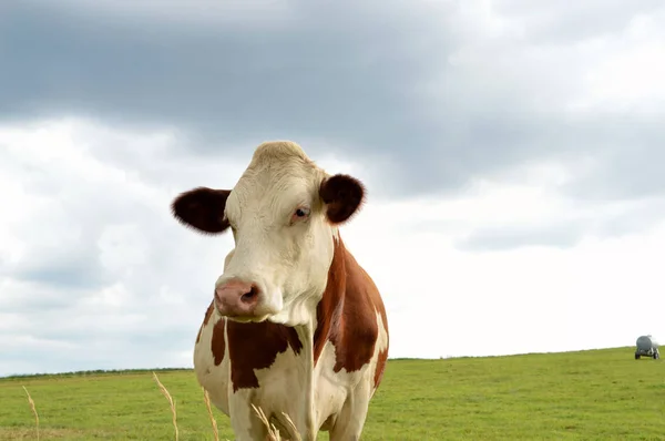 Bétail Laitier Dans Pâturage Vert Une Vache Race Montbéliarde — Photo