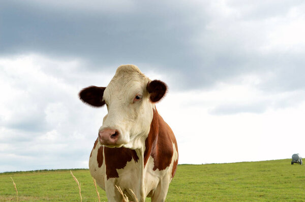 A dairy cattle in a green pasture. A cow of Montbeliarde breed.