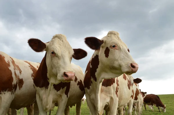 Troupeau Vaches Laitières Dans Pâturage Vert Une Vache Race Montbéliarde — Photo