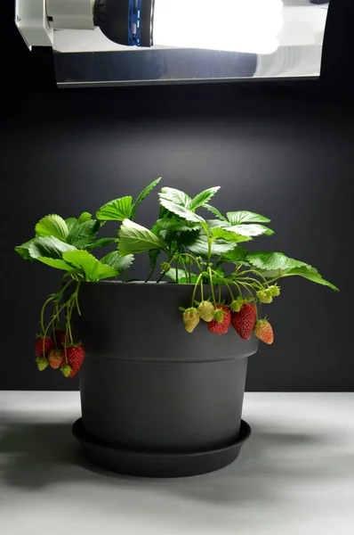 Strawberries plant growing under a growth lamp (artificial light) in indoor gardening or indoor growing. With strawberries. Garden strawberry.