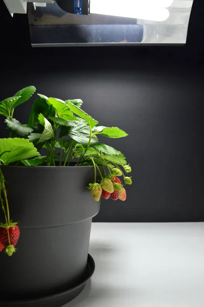 Strawberries plant growing under a growth lamp (artificial light) in indoor gardening or indoor growing. With strawberries. Garden strawberry.