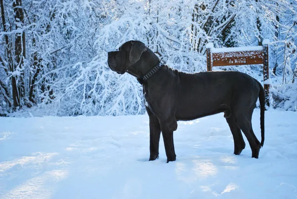 Een Grote Prachtige Grijze Duitse Dog Sneeuw Schemering — Stockfoto